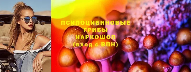 где купить наркоту  Клинцы  Галлюциногенные грибы Cubensis 